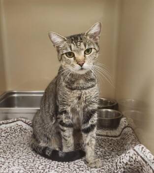 Rescue Domestic Short Hair Cats for Adoption in Clayton, New Jersey - Phoenix | PetCurious