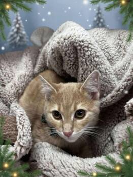 Rescue Domestic Short Hair Cats for Adoption in Greensboro, North Carolina - Jingle | PetCurious