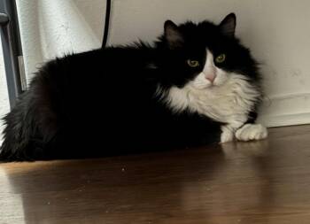 Gwen (bonded with Karly) -  Domestic Long Hair Cat for Adoption in Laguna Woods, California - Gwen (bonded With Karly) | PetCurious
