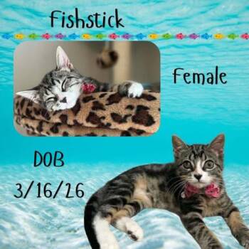 Fishstick -  Domestic Short Hair Cat for Adoption in Caldwell, Texas - Fishstick | PetCurious