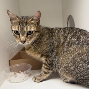 Goose -  Domestic Short Hair Cat for Adoption in Philadelphia, Pennsylvania - Goose | PetCurious