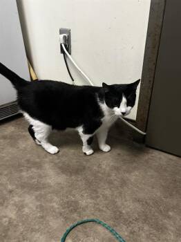 WILLY -  Domestic Medium Hair Cat for Adoption in Dallas, Texas - WILLY | PetCurious
