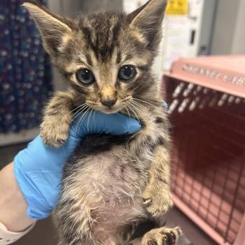 Jughead -  Domestic Short Hair Cat for Adoption in Summerville, South Carolina - Jughead | PetCurious