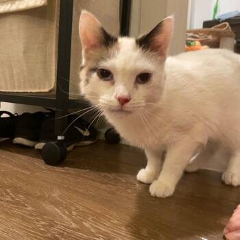Domestic Short Hair Cats Available for Adoption in Redwood City, California - Amilee | PetCurious