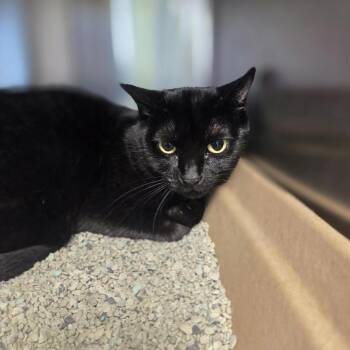 Belinda -  Domestic Short Hair Cat for Adoption in Houston, Texas - Belinda | PetCurious