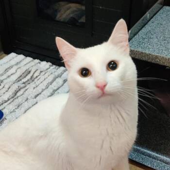 Fluffy Snow -  Domestic Short Hair Cat for Adoption in Baltimore, Maryland - Fluffy Snow | PetCurious