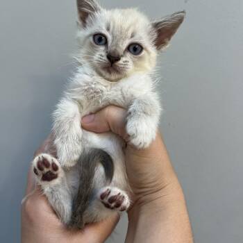 Rescue Siamese Cats for Adoption in Greensboro, North Carolina - Roscoe | PetCurious