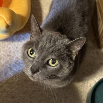 Matilda -  Domestic Short Hair Cat for Adoption in Greenfield, Indiana - Matilda | PetCurious