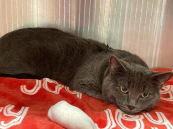 Domestic Short Hair Cats Available for Adoption - STERLING | PetCurious