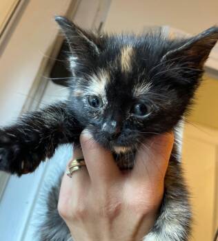 Charli -  Tortoiseshell and Domestic Short Hair Cat for Adoption in Island Lake, Illinois - Charli | PetCurious
