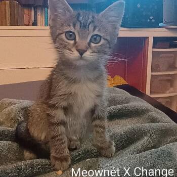 Meownet X Change -  Domestic Short Hair Cat for Adoption in West Des Moines, Iowa - Meownet X Change | PetCurious