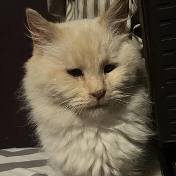 Domestic Long Hair Cats Available for Adoption in Delta, Alabama - Raye | PetCurious
