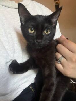 Chandler Moon (bonded w/ Nalia Jupiter) -  Domestic Short Hair Cat for Adoption in San Jose, California - Chandler Moon (bonded W/ Nalia Jupiter) | PetCurious