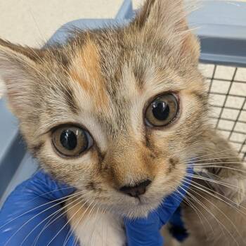 Paris -  Domestic Short Hair Cat for Adoption in Winston-salem, North Carolina - Paris | PetCurious