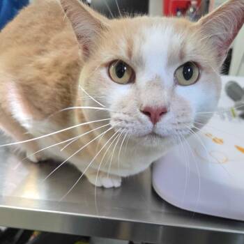 Smudge -  Domestic Short Hair Cat for Adoption in Greensboro, North Carolina - Smudge | PetCurious