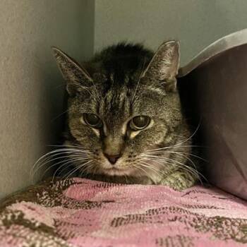 Domestic Short Hair Cats Available for Adoption in Quakertown, Pennsylvania - Ciara | PetCurious