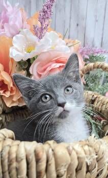 Domestic Short Hair Cats Available for Adoption in Ocean Springs, Mississippi - Olive | PetCurious