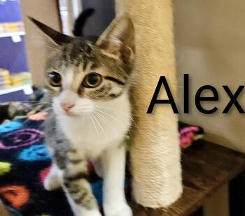 Rescue Domestic Short Hair Cats for Adoption in Spring, Texas - Alex - North Conroe Petsmart | PetCurious