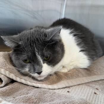 Sally -  Domestic Short Hair Cat for Adoption in Buffalo, New York - Sally | PetCurious
