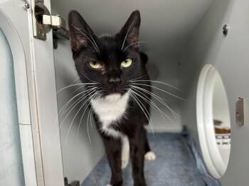 Eddy -  Domestic Short Hair Cat for Adoption - Eddy | PetCurious