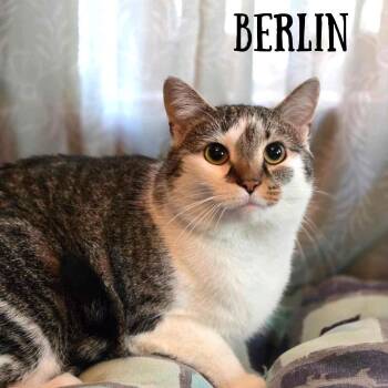 Rescue Tabby and Domestic Short Hair Cats for Adoption in Greensburg, Pennsylvania - Berlin | PetCurious