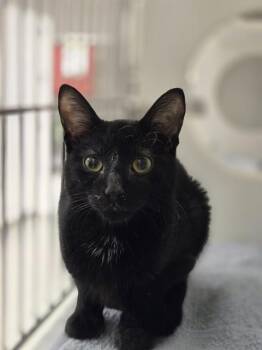 Domestic Short Hair Cats Available for Adoption in Kent, Washington - ZACK | PetCurious