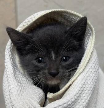 Mocha -  Domestic Short Hair Cat Available for Adoption in Honolulu, Hawaii - Mocha | PetCurious
