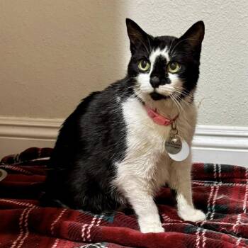 Panda -  Domestic Short Hair Cat for Adoption in Ramona, California - Panda | PetCurious