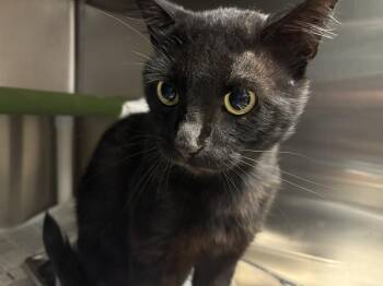 26-0403 "Ozzy Pawsborne" -  Domestic Short Hair Cat for Adoption in Leavenworth, Kansas - 26-0403 "Ozzy Pawsborne" | PetCurious