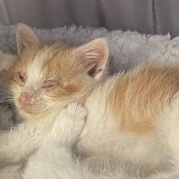Ellie -  Domestic Medium Hair Cat for Adoption in Lynchburg, Virginia - Ellie | PetCurious