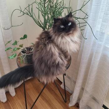 Himalayan Cats Available for Adoption - Benny 2 | PetCurious