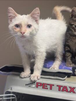 Butterbean -  Siamese Cat for Adoption in Columbia, Missouri - Butterbean | PetCurious