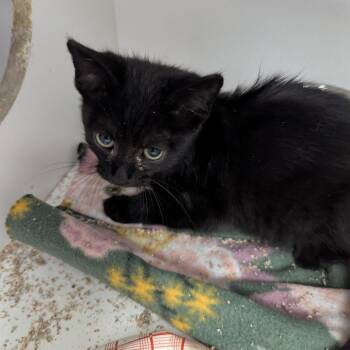 Woody -  Domestic Short Hair Cat for Adoption in Jeffersonville, Indiana - Woody | PetCurious