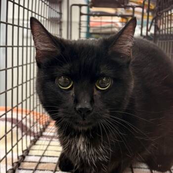 Domestic Short Hair Cats Available for Adoption in Las Cruces, New Mexico - Genesis | PetCurious