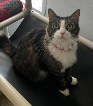 Rescue Domestic Long Hair Cats for Adoption in Eglin Air Force Base, Florida - Kit Kat | PetCurious