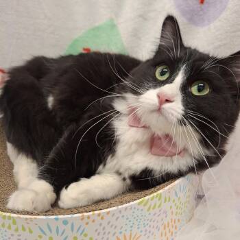 Maine Coon and Domestic Long Hair Cats Available for Adoption - Marie | PetCurious