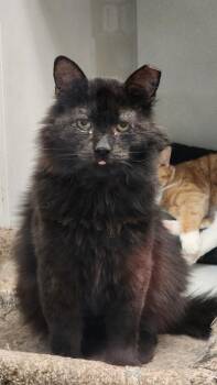 Daddio -  American Shorthair Cat for Adoption in Cary, North Carolina - Daddio | PetCurious