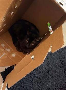 Domestic Short Hair Cats Available for Adoption in Dallas, Texas - ALMANOR | PetCurious