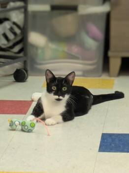 Pearl -  Domestic Short Hair Cat for Adoption - Pearl | PetCurious