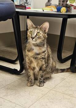 Willow -  Torbie Cat for Adoption in Bluffton, Indiana - Willow | PetCurious
