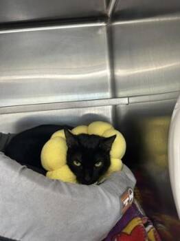 Agnus -  Domestic Short Hair Cat for Adoption in Manitowoc, Wisconsin - Agnus | PetCurious