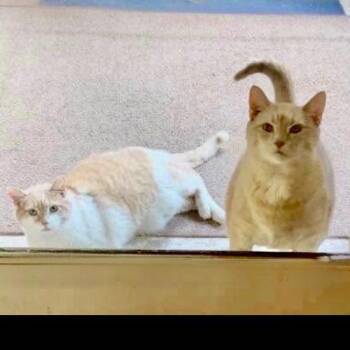 Jerry -  Domestic Short Hair Cat for Adoption in Georgetown, Kentucky - Jerry | PetCurious