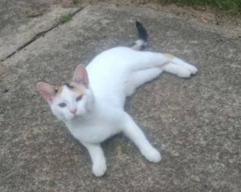 Reeses -  Domestic Short Hair Cat for Adoption in Rockford, Illinois - Reeses | PetCurious
