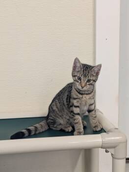 Domestic Short Hair Cats Available for Adoption in Somerset, Pennsylvania - Hiroki | PetCurious