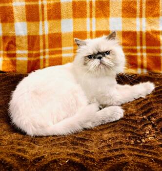 Rescue Persian Cats for Adoption in Lemoore, California - Judith | PetCurious