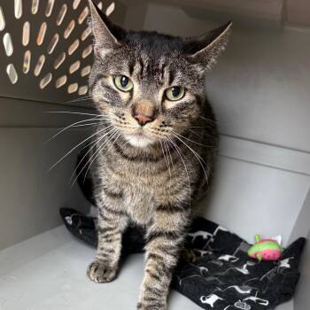 Nelson -  Domestic Short Hair Cat for Adoption in West Des Moines, Iowa - Nelson | PetCurious