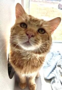 Domestic Medium Hair Cats Available for Adoption - BOOKER | PetCurious