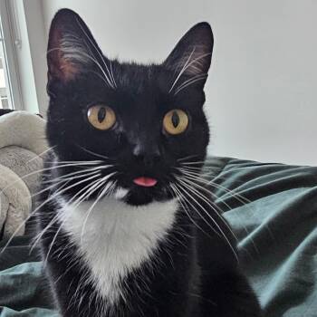 Wuvvy -  Tuxedo and Domestic Short Hair Cat for Adoption in UNIVERSITY PA, Maryland - Wuvvy | PetCurious