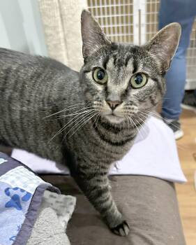 Blue -  Tabby Cat for Adoption in Parkville, Missouri - Blue | PetCurious