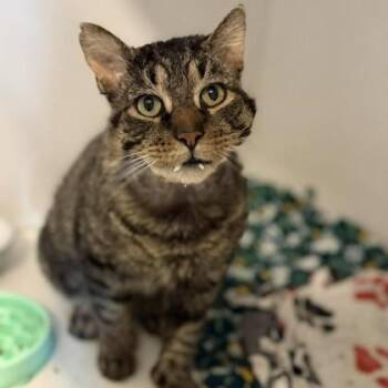 Domestic Short Hair Cats Available for Adoption - Dr. Phil | PetCurious